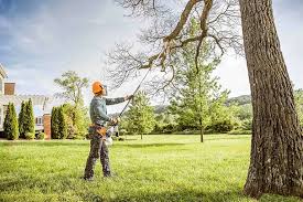 Best Tree Disease Treatment  in Panorama Village, TX